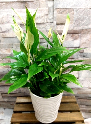 Spathiphyllum peace lily