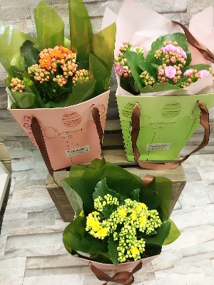 Kalanchoe gift bag