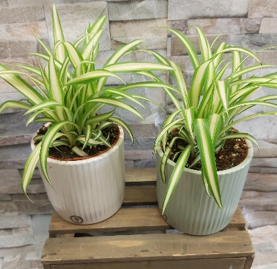 Spider plant