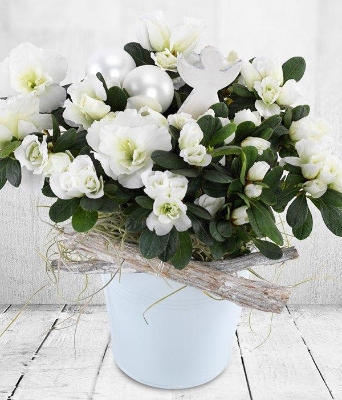 white azalea