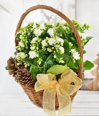 White Kalanchoe Basket