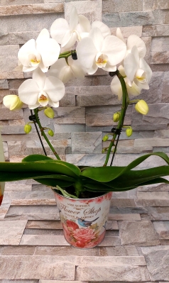 Beautiful white orchid plant