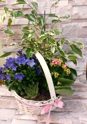 Mixed planted basket