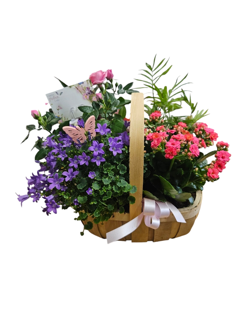 Planted trug basket