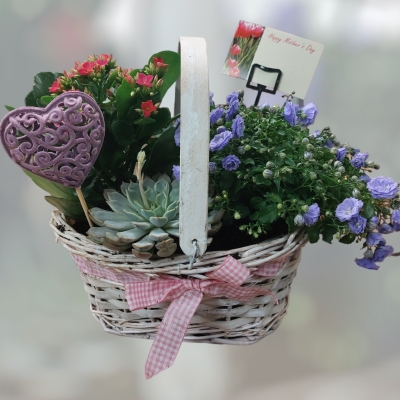 Seasonal Mixed planted basket