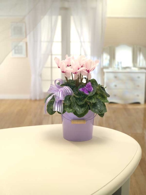 Cyclamen Delight