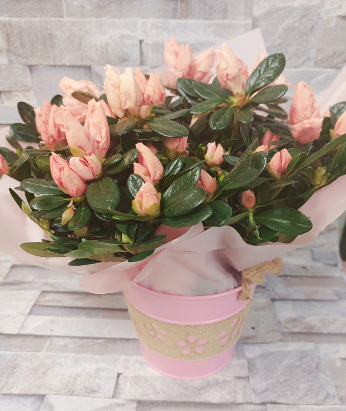 Azalea